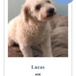 lucabraz on One Bite Pizza App