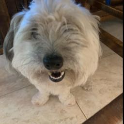 bob.candella on One Bite Pizza App