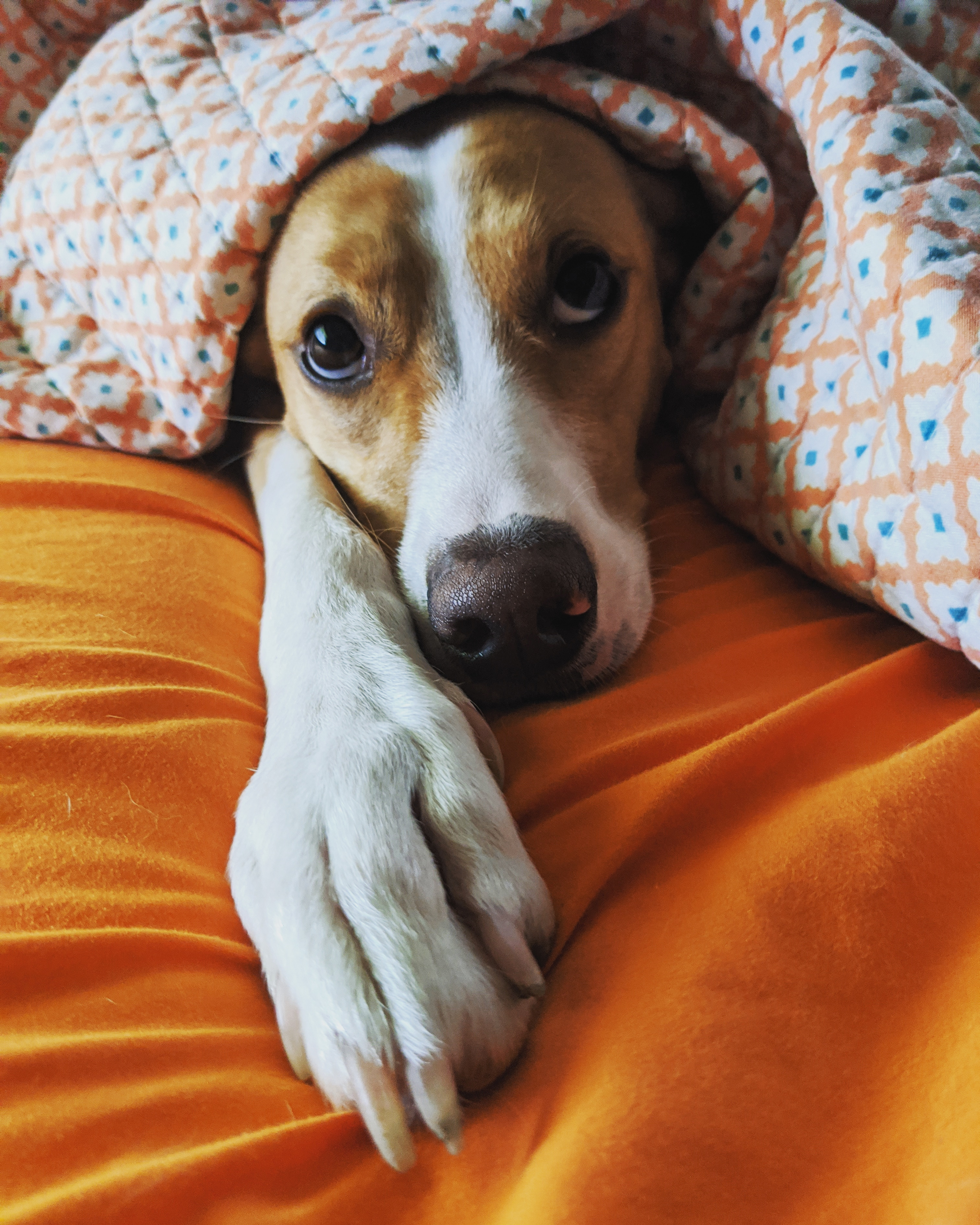 superbford on One Bite Pizza App