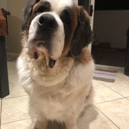 ipadude702 on One Bite Pizza App