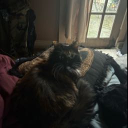 marty860 on One Bite Pizza App