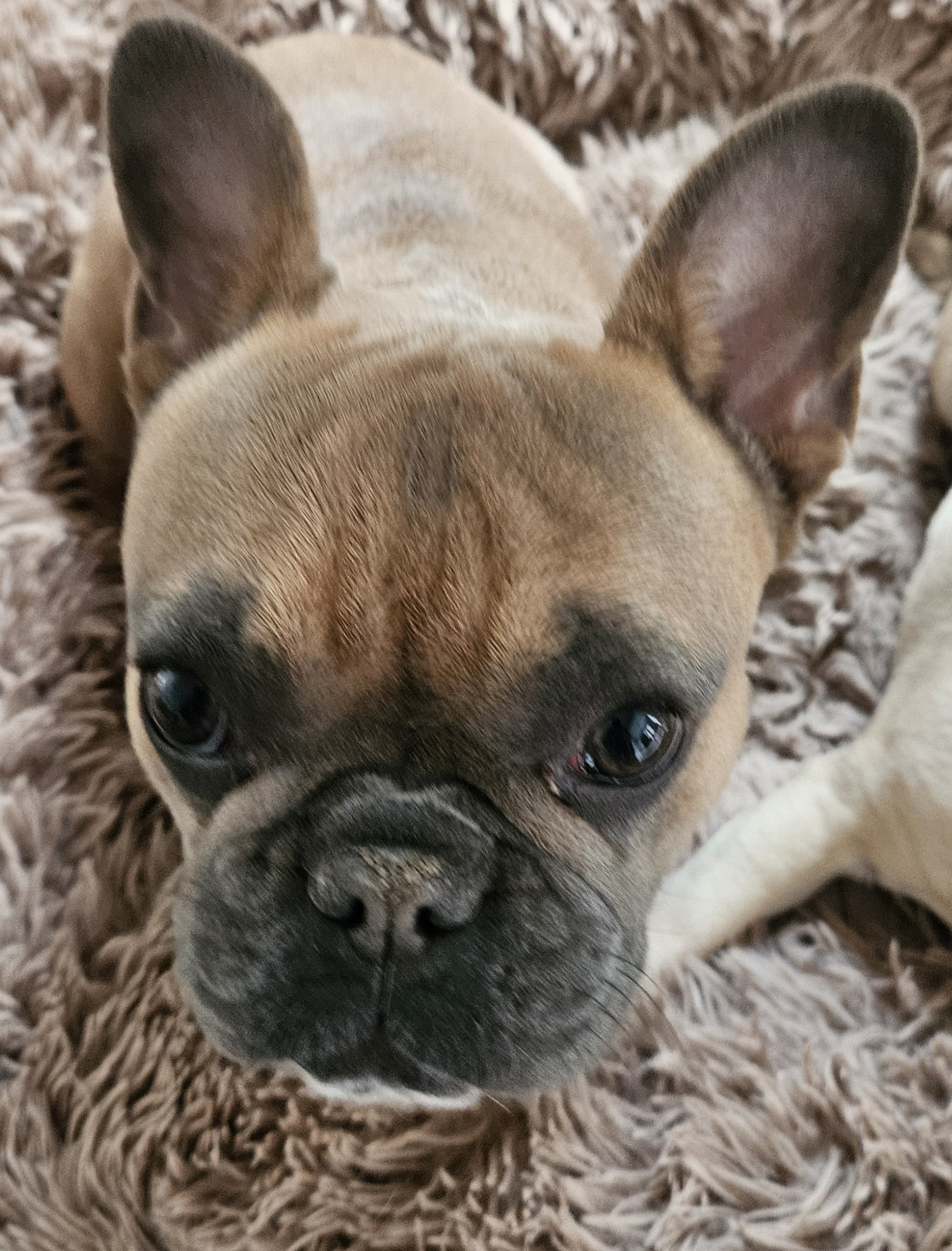 len.raleigh on One Bite Pizza App