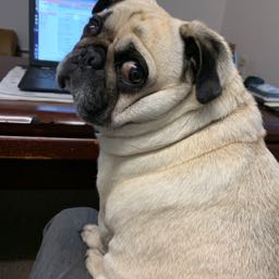 daniel.chapman3 on One Bite Pizza App