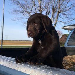 tom.peeples on One Bite Pizza App