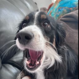 craig.dennis1 on One Bite Pizza App