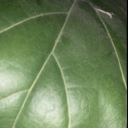 jake.ryan22 on One Bite Pizza App