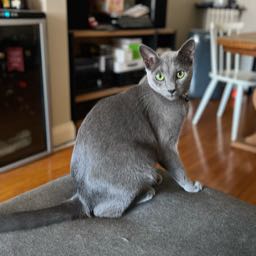 mario1967 on One Bite Pizza App