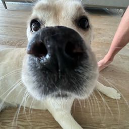 reemnutz on One Bite Pizza App