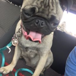 troymerritt on One Bite Pizza App