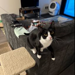 inkandwhiskers on One Bite Pizza App