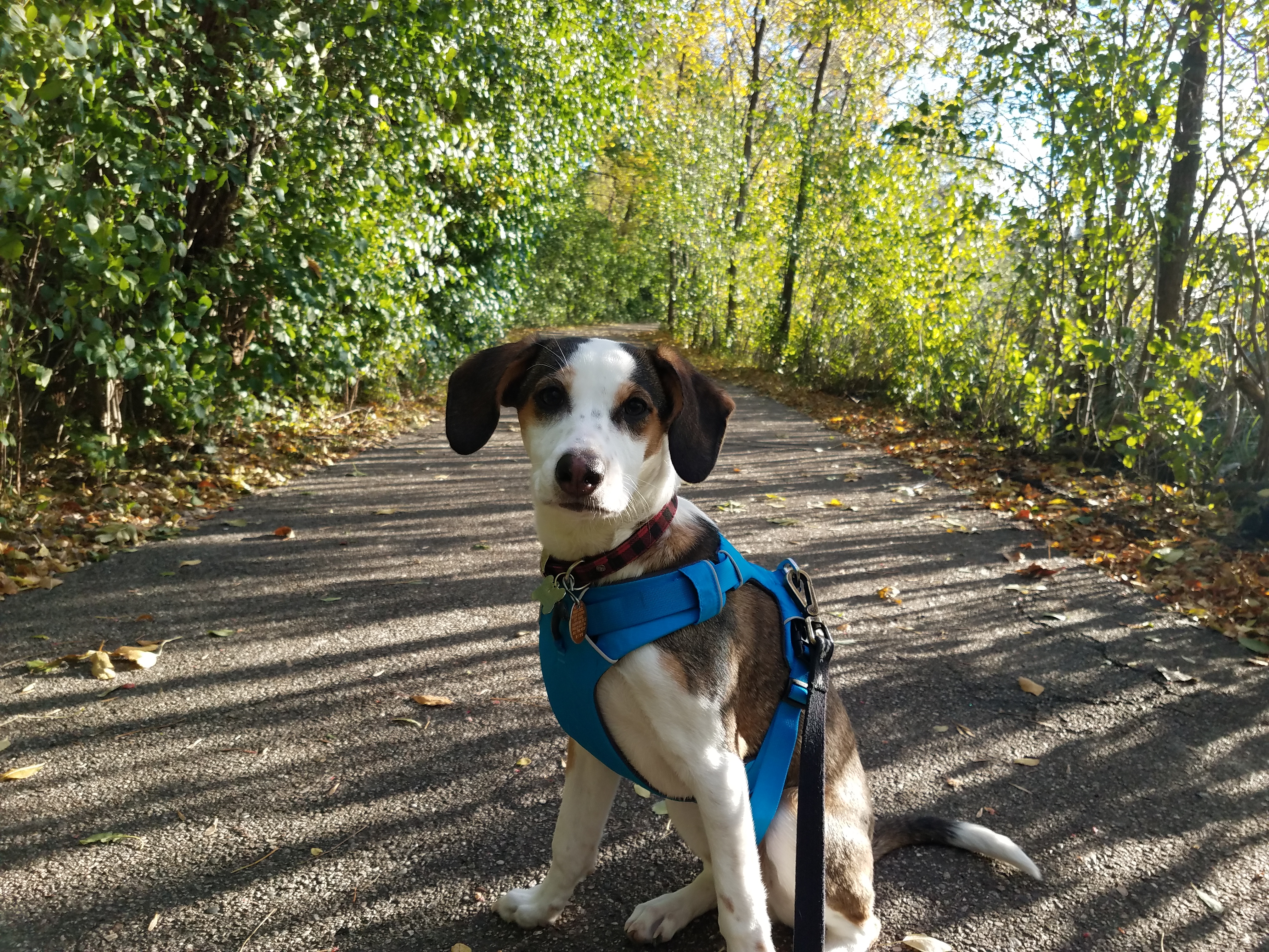 mchale.dye on One Bite Pizza App