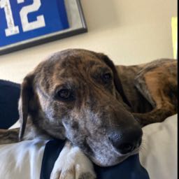 elliott.oefinger on One Bite Pizza App