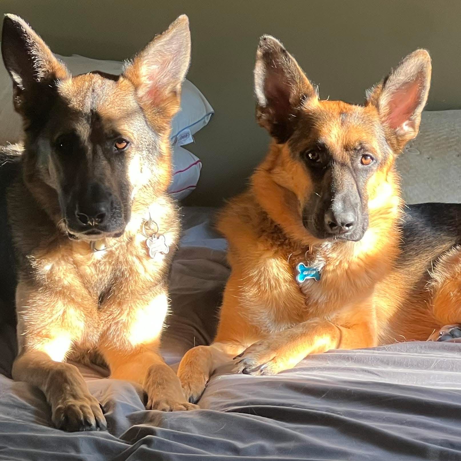 todd.johnston1 on One Bite Pizza App