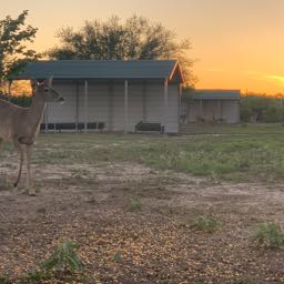 nick.mcghee on One Bite Pizza App