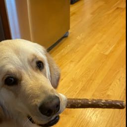 andrewsliceclay on One Bite Pizza App