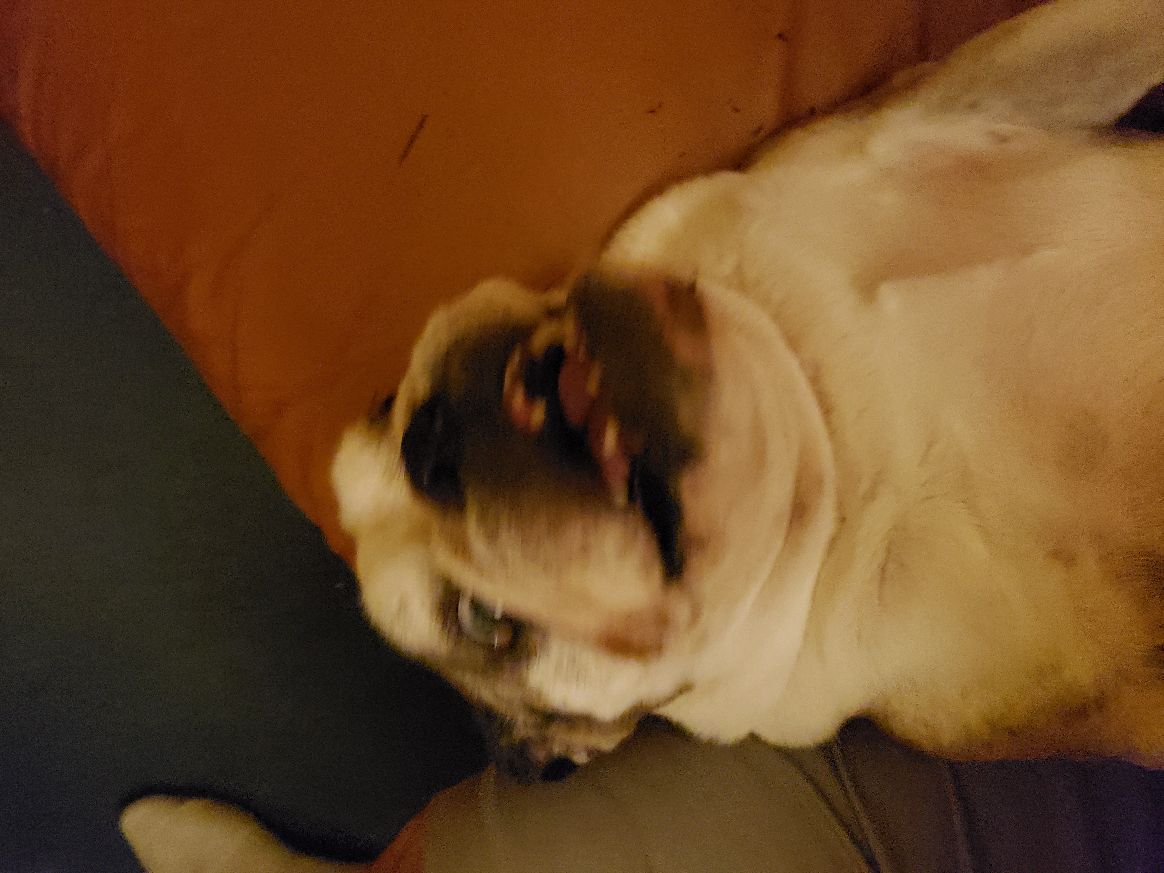 yourgrandmasfavoriteslice on One Bite Pizza App