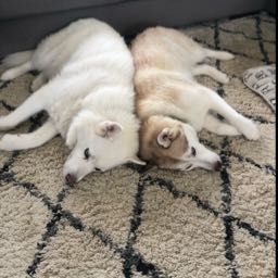 dustin.anderson8 on One Bite Pizza App