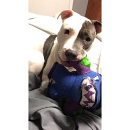 jaicee.colon on One Bite Pizza App