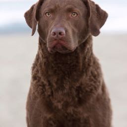 t.j..mackey on One Bite Pizza App