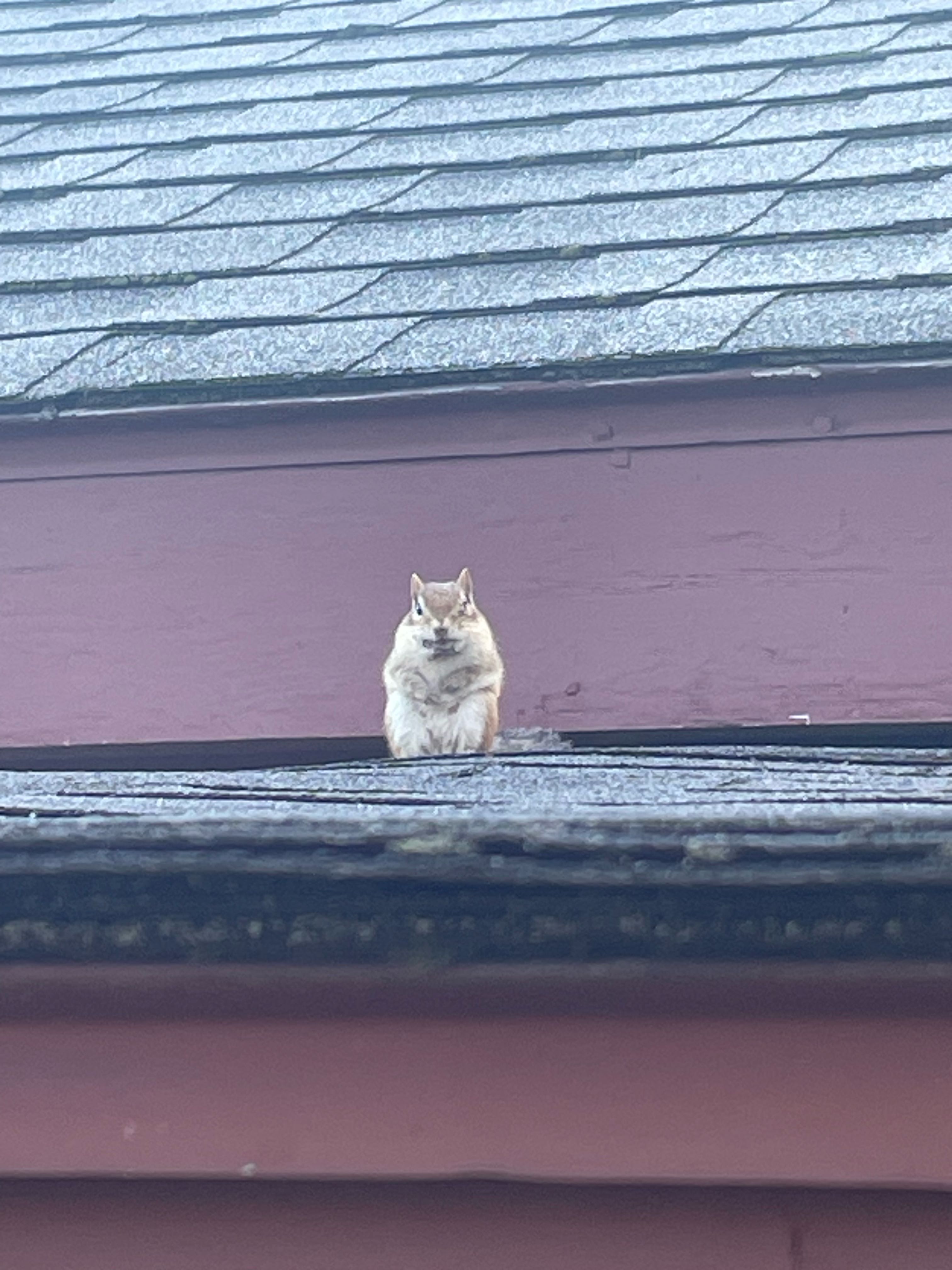 secret on One Bite Pizza App