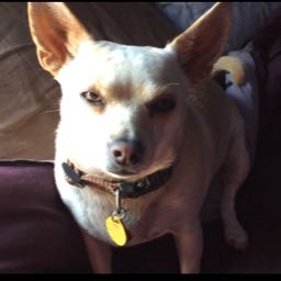 aron_ross on One Bite Pizza App