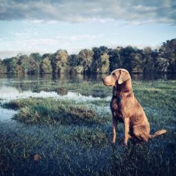 dbflintlock on One Bite Pizza App