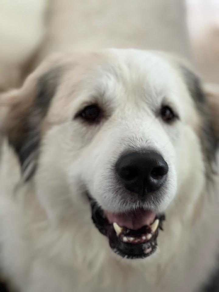 rob.b16 on One Bite Pizza App