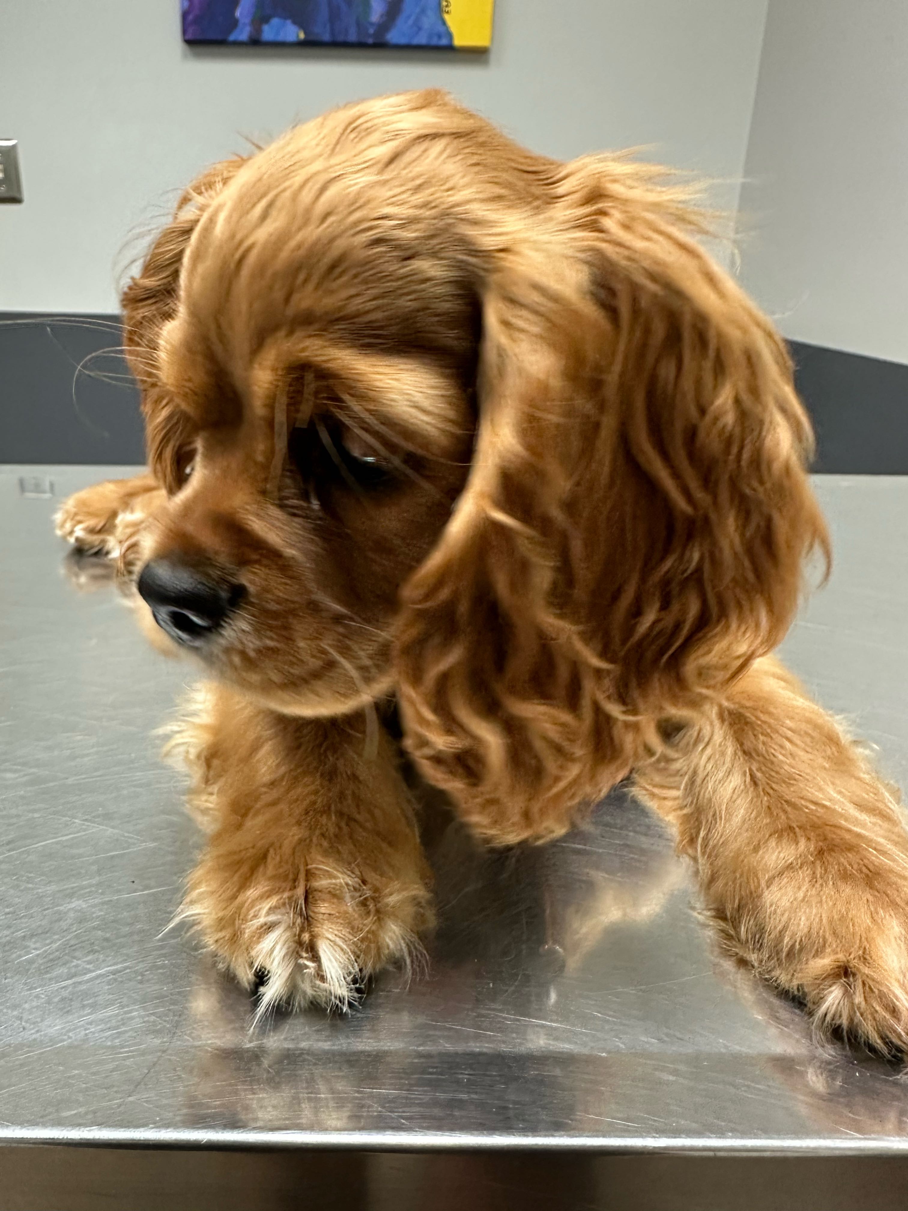 abe.dedek on One Bite Pizza App