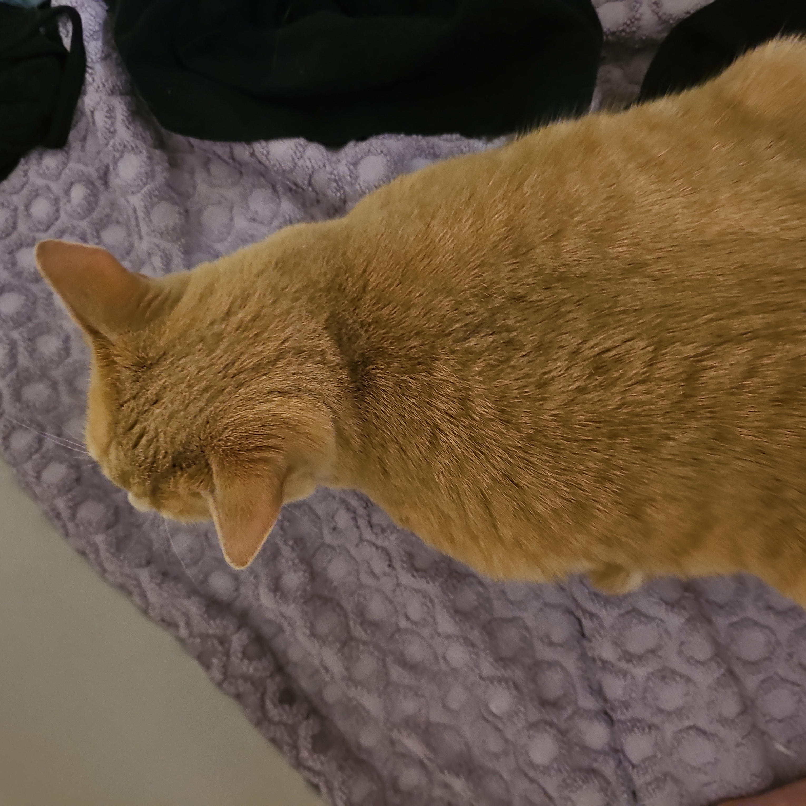 idkdude on One Bite Pizza App