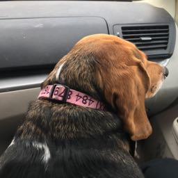 ryan.lingo on One Bite Pizza App