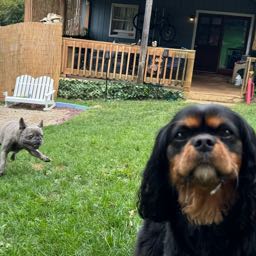 griffin.connors on One Bite Pizza App