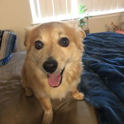 nick.baldwin1 on One Bite Pizza App