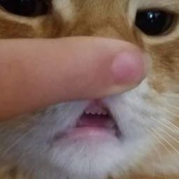 jon.bloomfield on One Bite Pizza App