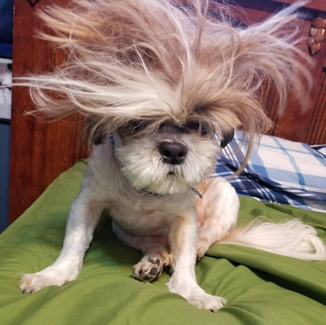 james.cameron6 on One Bite Pizza App