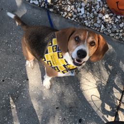 russ.mathiak on One Bite Pizza App