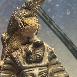 pizza.snob96 on One Bite Pizza App