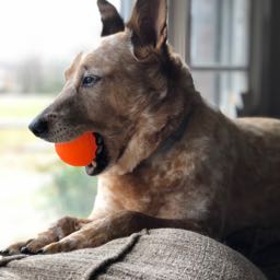 matthew.ridgway on One Bite Pizza App