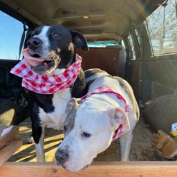 buster.anddori on One Bite Pizza App