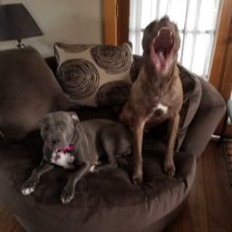 justin.grieco on One Bite Pizza App