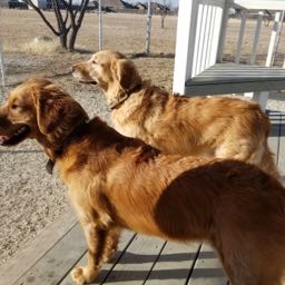 whalers4ever on One Bite Pizza App