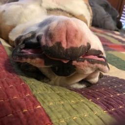 griff.griffin on One Bite Pizza App