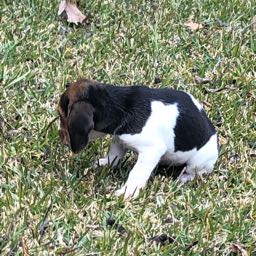 ryker.prince on One Bite Pizza App