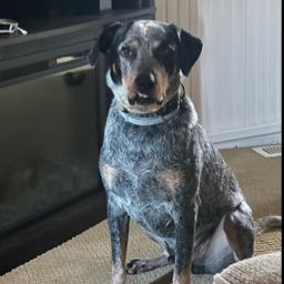 chris.rollen on One Bite Pizza App