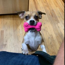 christian.piraino1 on One Bite Pizza App