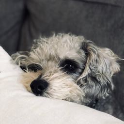 bsaintmedia on One Bite Pizza App