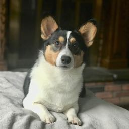 the_reheat on One Bite Pizza App