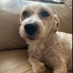 slowpoke on One Bite Pizza App