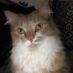 mark.shadows on One Bite Pizza App