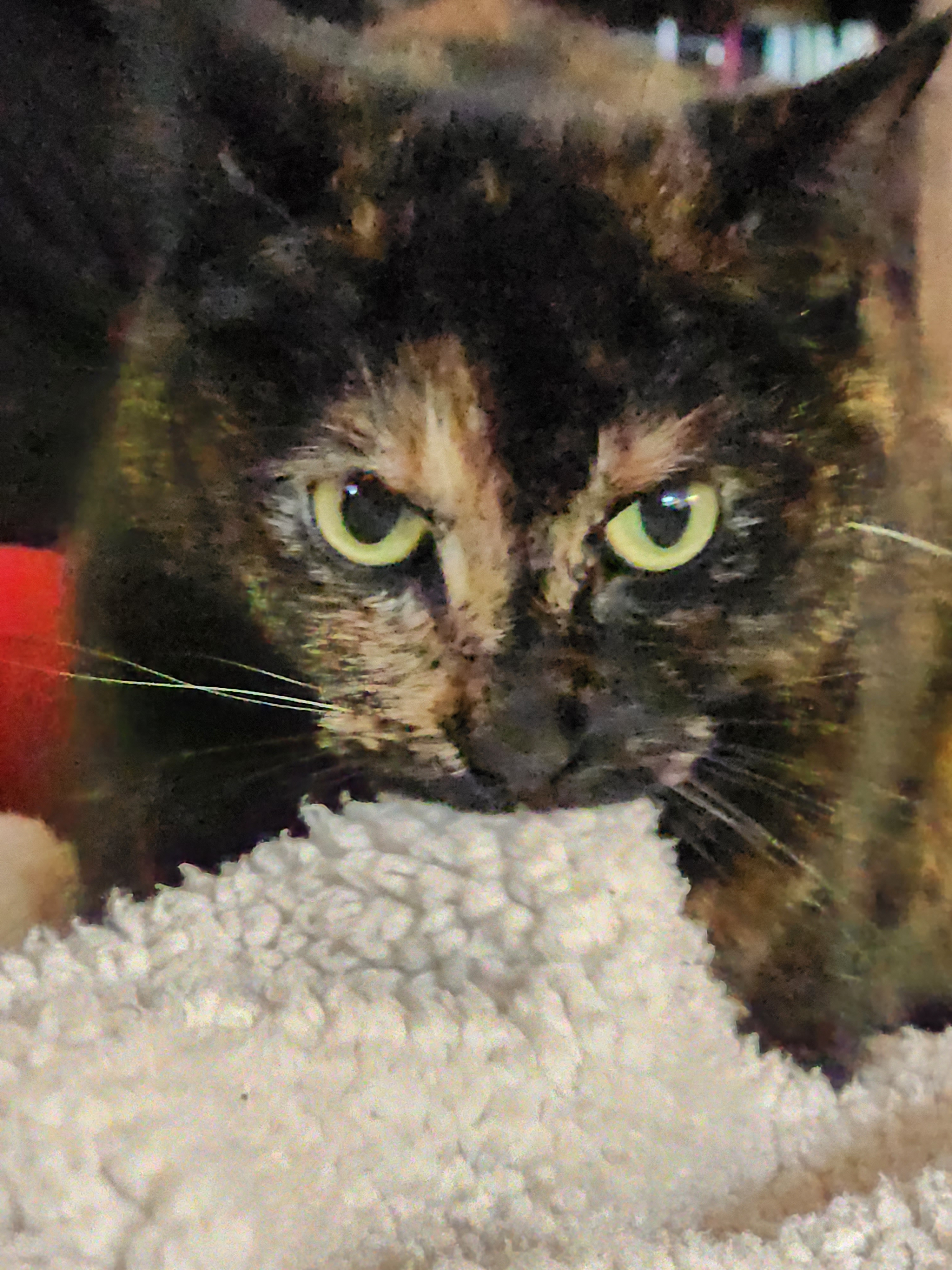 kodo.pizreview on One Bite Pizza App