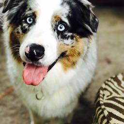 tmmytoogood0264 on One Bite Pizza App